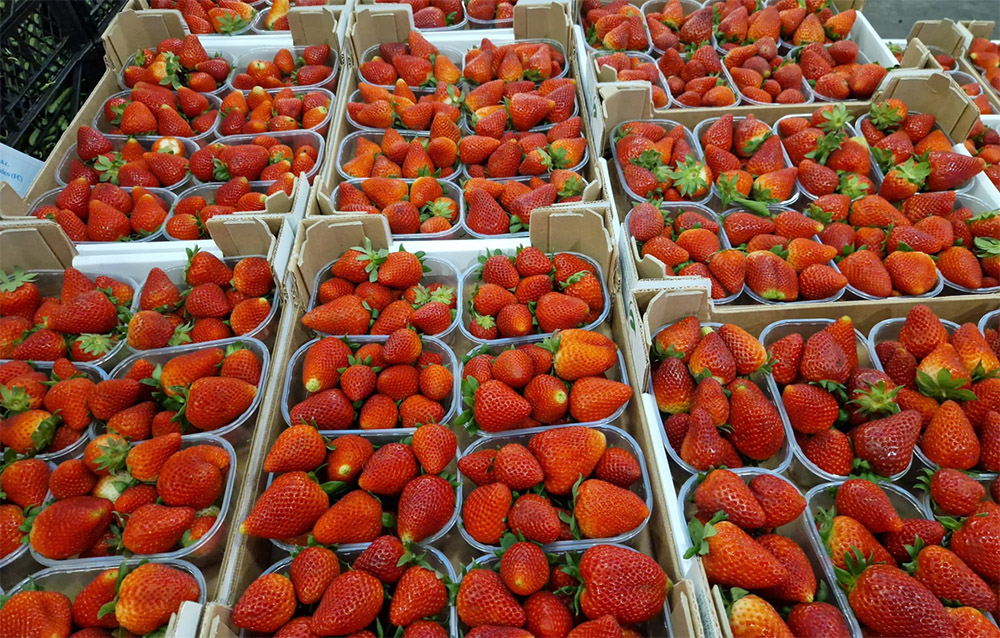 Fragole - Basilicata - 4/5 euro al chilogrammo